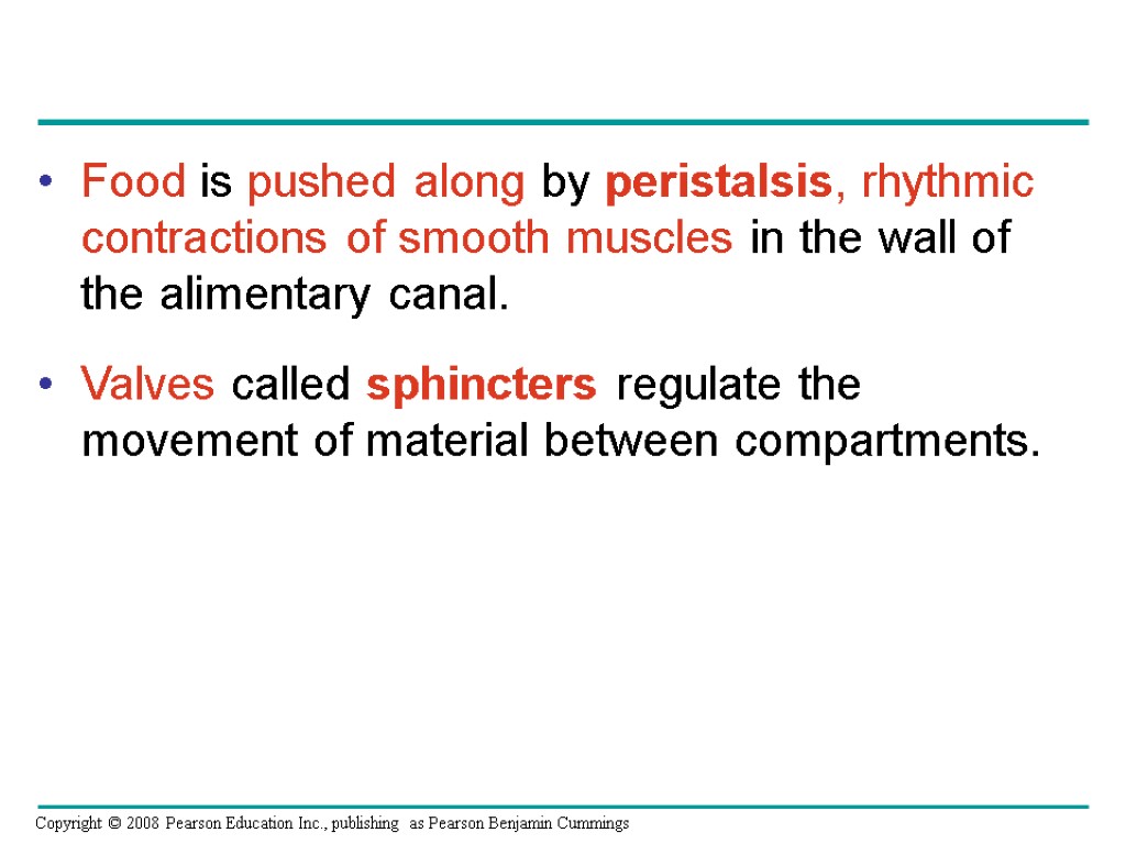 Food is pushed along by peristalsis, rhythmic contractions of smooth muscles in the wall